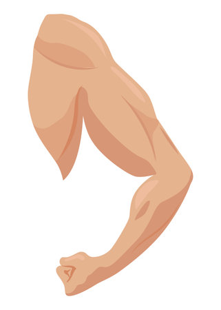 Male biceps muscles icons set. Sportsman arm with strong biceps. Vector symbol of healthy power. Athletic body with tense muscles hand isolated onwhite backgroundのイラスト素材