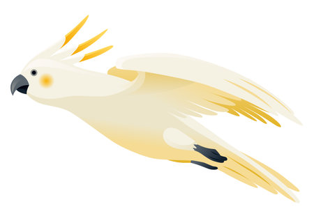 Parrot animation. Exotic adorable fauna character flight. White sulphur crested cockatoo. Animated tropical bird flyingのイラスト素材