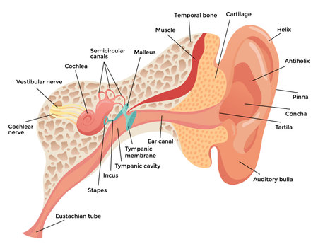 Human ear anatomy, structure anatomical diagram. Outer, middle and inner ear section concept. Eardrum, cochlea, eustachian tube and vestibular apparatus. Flat vector illustration for educationのイラスト素材