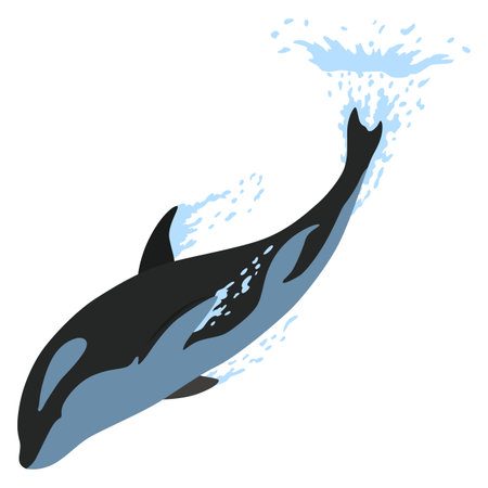 Orca animation in water. Cartoon animal design. Ocean mammal orca isolated on white background. Whale killer jumping, predator fish illustrationのイラスト素材
