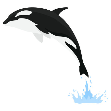 Orca animation in water. Cartoon animal design. Ocean mammal orca isolated on white background. Whale killer jumping, predator fish illustrationのイラスト素材