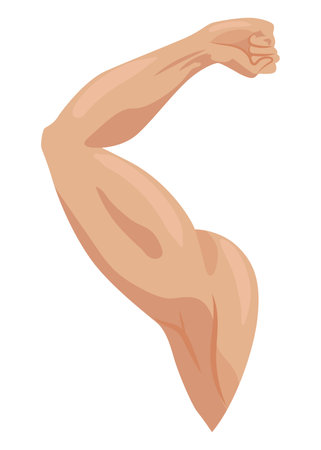 Male biceps muscles icons set. Sportsman arm with strong biceps. Vector symbol of healthy power. Athletic body with tense muscles hand isolated onwhite backgroundのイラスト素材