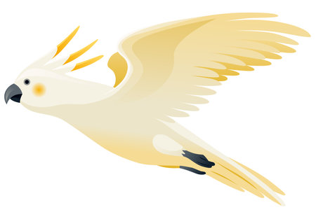 Parrot animation. Exotic adorable fauna character flight. White sulphur crested cockatoo. Animated tropical bird flyingのイラスト素材