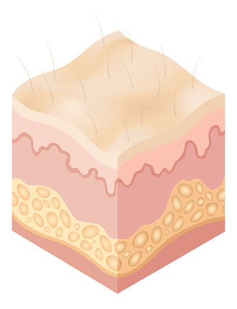 Protection uv ray skin. Illustration about Skin care concept. Sun protection body adipose layers epidermis, vector infographicのイラスト素材