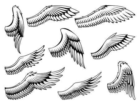 Wings sketch collection. Stylized birds wings. Hand drawn contoured stiker wing in open position. Vector design elements in coloring styleのイラスト素材
