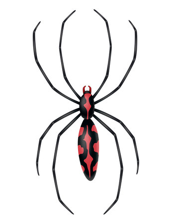 Spider. Dangerous wild insect symbol. Spooky, scary, horror design element. Use for printing, banner drawing or print pattern. Hand drawn top view icon isolated on white backgroundのイラスト素材