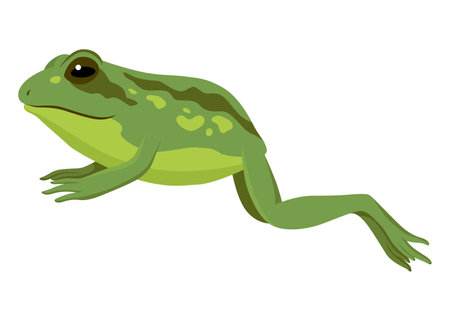 Frog jumping animation icon. Sequences or footage for motion design. Cartoon toad jumping, animal movement concept. Frog leap sequence, vector illustrationのイラスト素材