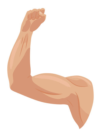 Male biceps muscles icons set. Sportsman arm with strong biceps. Vector symbol of healthy power. Athletic body with tense muscles hand isolated onwhite backgroundのイラスト素材