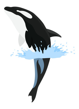 Orca animation in water. Cartoon animal design. Ocean mammal orca isolated on white background. Whale killer jumping, predator fish illustrationのイラスト素材