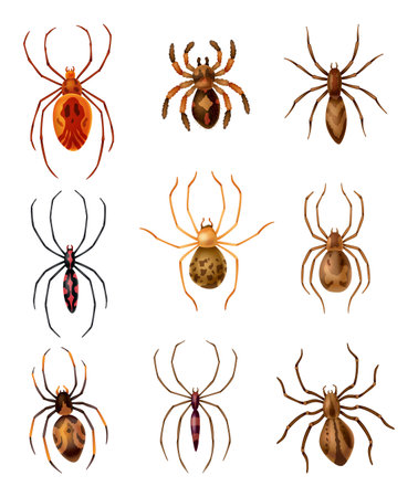 Spiders collection. Set dangerous wild insect symbol. Spooky, scary, horror design elements. Use for printing, banner drawing or print pattern. Hand drawn top view icon isolated on white backgroundのイラスト素材