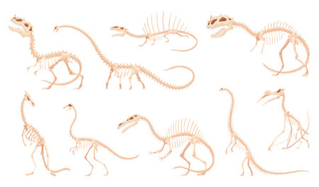 Dinosaur skeleton set. Dino monsters icons. Shape of real animals. Sketch of prehistoric reptiles. Vector illustration isolated on white. Hand drawn sketchesのイラスト素材
