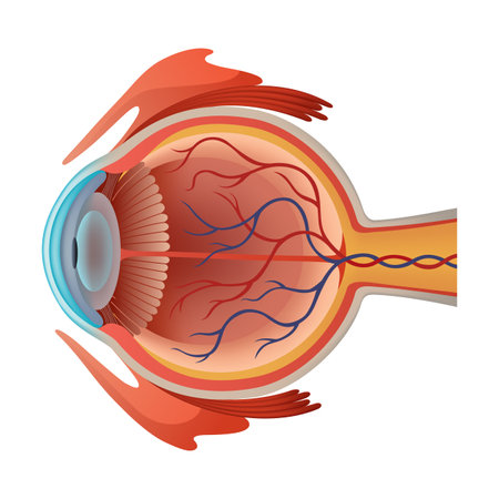 Human eye anatomy infographics with inside structure realistic vector poster illustrationのイラスト素材