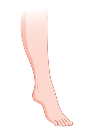 Normal skin without varicose veins. Healthy skin vessel. Vascular disease diagnostic and treatment. Vector flat style cartoon illustration isolated on white backgroundのイラスト素材