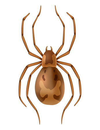 Spider. Dangerous wild insect symbol. Spooky, scary, horror design element. Use for printing, banner drawing or print pattern. Hand drawn top view icon isolated on white backgroundのイラスト素材