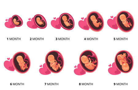 Embryo month stage growth, fetal development vector flat infographic icons. Medical illustration of foetus cycle from 1 to 9 month to birthのイラスト素材