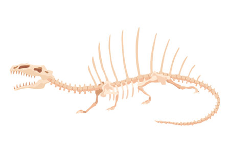 Dinosaur skeleton. Dino monsters icon. Shape of real animal. Sketch of prehistoric reptiles. Vector illustration isolated on white. Hand drawn sketchのイラスト素材
