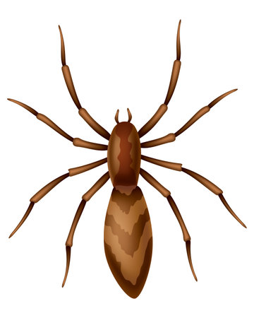 Spider. Dangerous wild insect symbol. Spooky, scary, horror design element. Use for printing, banner drawing or print pattern. Hand drawn top view icon isolated on white backgroundのイラスト素材