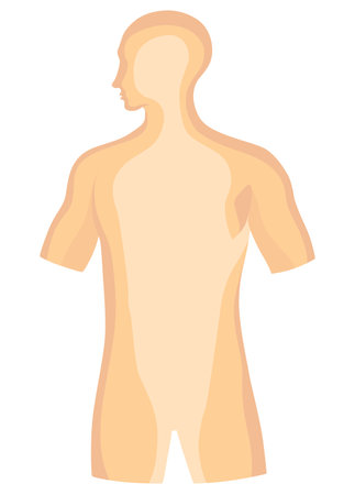 Human body internal parts poster. Medical anatomy infographic. Vector cartoon illustrationのイラスト素材