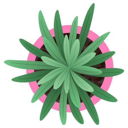Plant top view in pot. Vector cactus, green leaves, home plant. Interior house gardening design. Isolated flower on white backgroundのイラスト素材