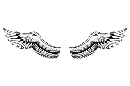 Wings sketch. Stylized birds wings. Hand drawn contoured stiker wing in open position. Vector design elements in coloring styleのイラスト素材