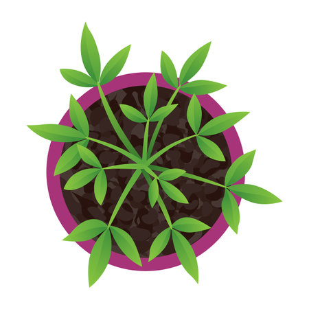 Plant top view in pot. Vector green leaves, home plant. Interior house gardening design. Isolated flower on white backgroundのイラスト素材