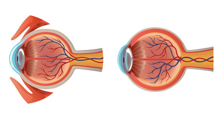 Anatomy of eye set. Human organ structure infographics, side view. Muscles of human eye. Detailed illustration isolated on white backgroundのイラスト素材