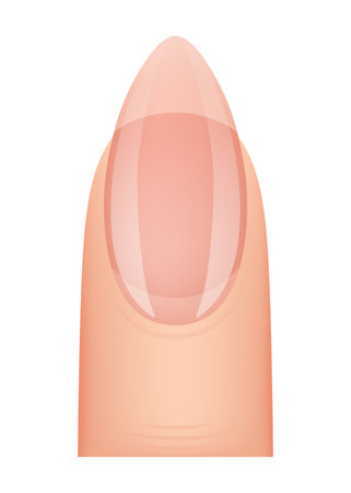 Nail shape manicure. Type of fingernail extension. Professional manicure template. Salon fashion type trend. Vector cartoon nail art on white backgroundのイラスト素材
