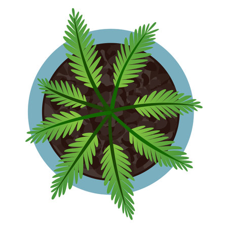 Plant top view in pot. Vector green leaves, home plant. Interior house gardening design. Isolated flower on white backgroundのイラスト素材