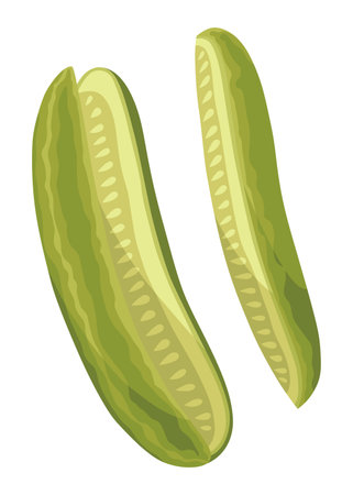 Homemade pickled cucumber. Clip-art of marinated food for packaging, label, menu, signboard or showcase. Fermented veggies, crunch gherkin with salt. Healthy vegetarian foodのイラスト素材