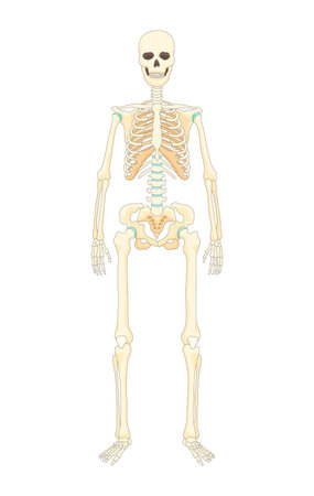 Bones type skeleton. Educational anatomical diagram element. Bone example. Educational medical vector illustrationのイラスト素材
