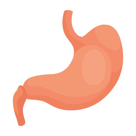 Internal human body organ - stomach, info poster. Medical anatomy infographic element. Medicine concept, healthcare. Vector illustrationのイラスト素材