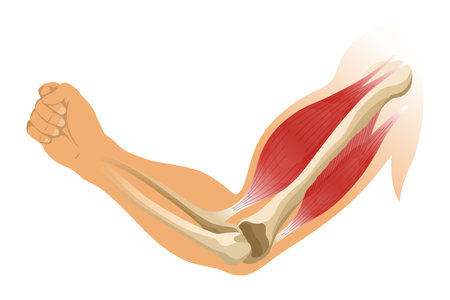 Arm muscle biceps with skeleton. Muscle tension of human hand on white background. Bones and joints in male silhouette. Medical vector illustration of hand for clinic or hospitalのイラスト素材
