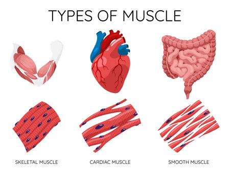 Types of muscle cells include skeletal, smooth, and cardiac muscles. Each muscle specialized for different functions. Medical poster design illustration. Science educational symbolのイラスト素材