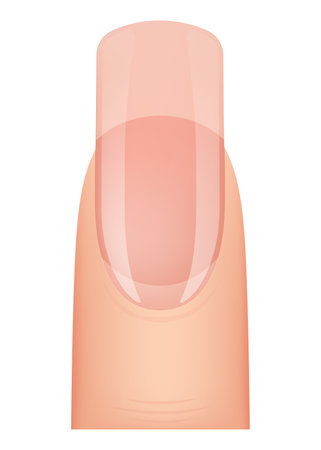 Nail shape manicure. Type of fingernail extension. Professional manicure template. Salon fashion type trend. Vector cartoon nail art on white backgroundのイラスト素材
