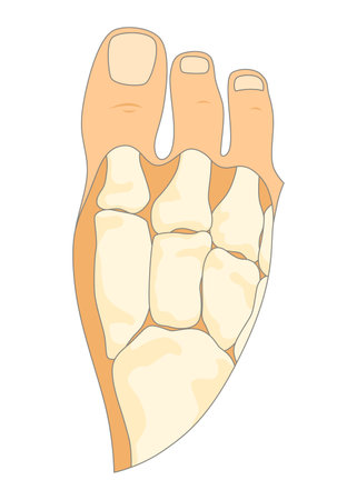 Bones type skeleton. Educational anatomical diagram element. Bone example. Educational medical vector illustrationのイラスト素材