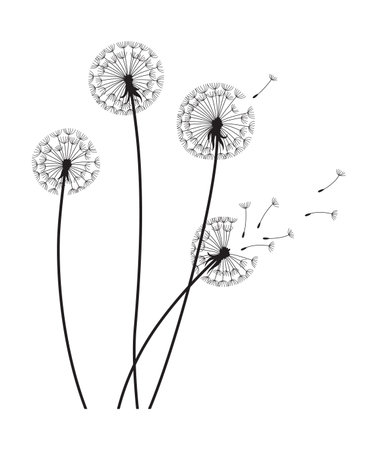 Dandelion wind blow background. Black silhouette with flying dandelion buds on white. Abstract flying blow dandelion seeds. Decorative graphics for printing. Floral scene designのイラスト素材