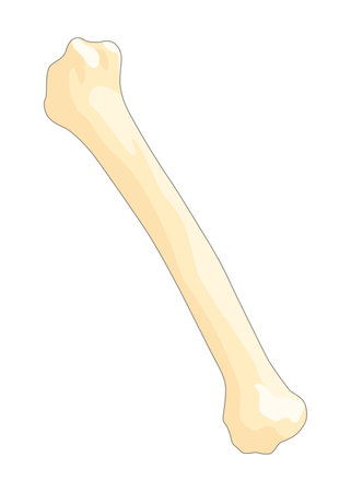 Bones type skeleton. Educational anatomical diagram element. Bone example. Educational medical vector illustrationのイラスト素材