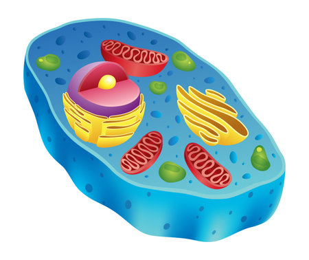 Animal cell anatomy infographics with detailed educative diagram and labelled elements realistic vector illustrationのイラスト素材