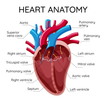 Detailed Illustration of the Anatomy of the Human Heart and its Functionsのイラスト素材