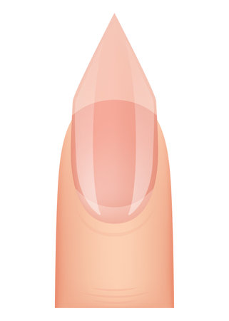 Nail shape manicure. Type of fingernail extension. Professional manicure template. Salon fashion type trend. Vector cartoon nail art on white backgroundのイラスト素材