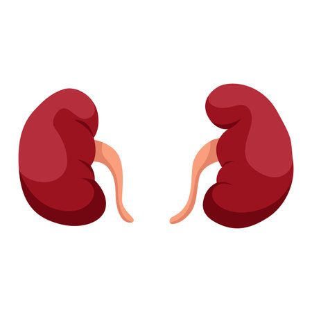 Internal human body organ - kidneys, info poster. Medical anatomy infographic element. Medicine concept, healthcare. Vector illustrationのイラスト素材