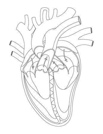 Coloring detailed Illustration of the Anatomy of the Human Heart and its Functionsのイラスト素材