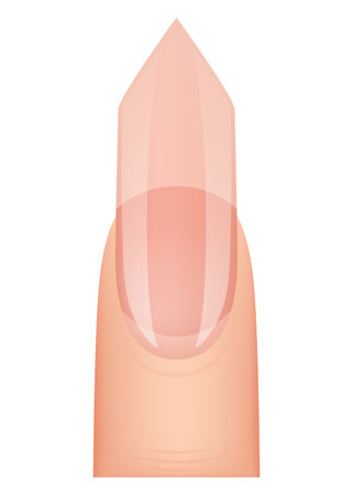 Nail shape manicure. Type of fingernail extension. Professional manicure template. Salon fashion type trend. Vector cartoon nail art on white backgroundのイラスト素材