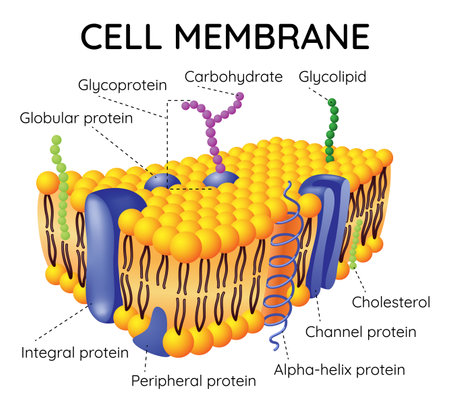 Cell membrane anatomical structure. Labeled educational scheme with glycoprotein, integral protein, glycolipid and cholesterol. Vector illustrationのイラスト素材
