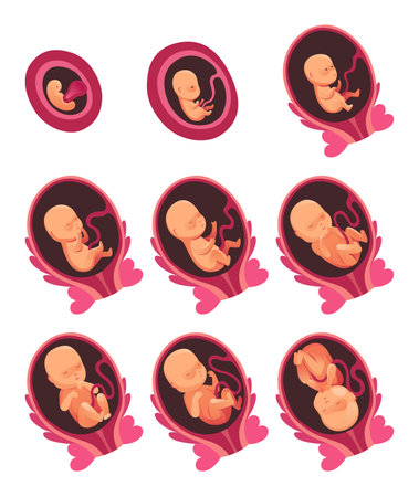 Embryonic month stage growth, fetal development vector flat infographic icons. Medical illustration of foetus cycleのイラスト素材