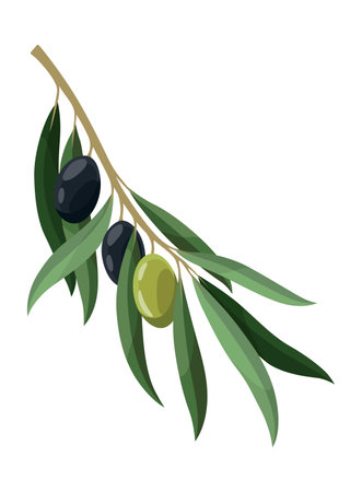 Olives trees branch with leaves and green and black fruits. Vegan organic natural product. Vector drawing plant isolated on white backgroundのイラスト素材