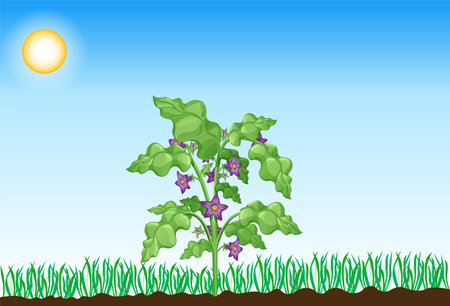 Photosynthesis process. Tree produce oxygen using rain and sun. Process of photosynthesis in plant. Colorful image for education in flat styleのイラスト素材
