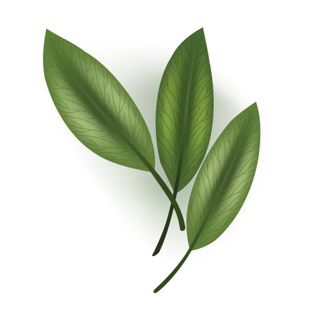 Closeup of three vibrant green leaves on a white backgroundのイラスト素材