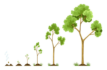 Stages growth of tree from seed. Watering the seeds from cloud rain. Collection of trees from small to large. Green tree with leaf growth steps. Illustration of business cycle developmentのイラスト素材