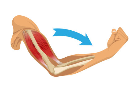 Arm muscle biceps with skeleton. Muscle tension of human hand on white background. Bones and joints in male silhouette. Medical vector illustration of hand for clinic or hospitalのイラスト素材